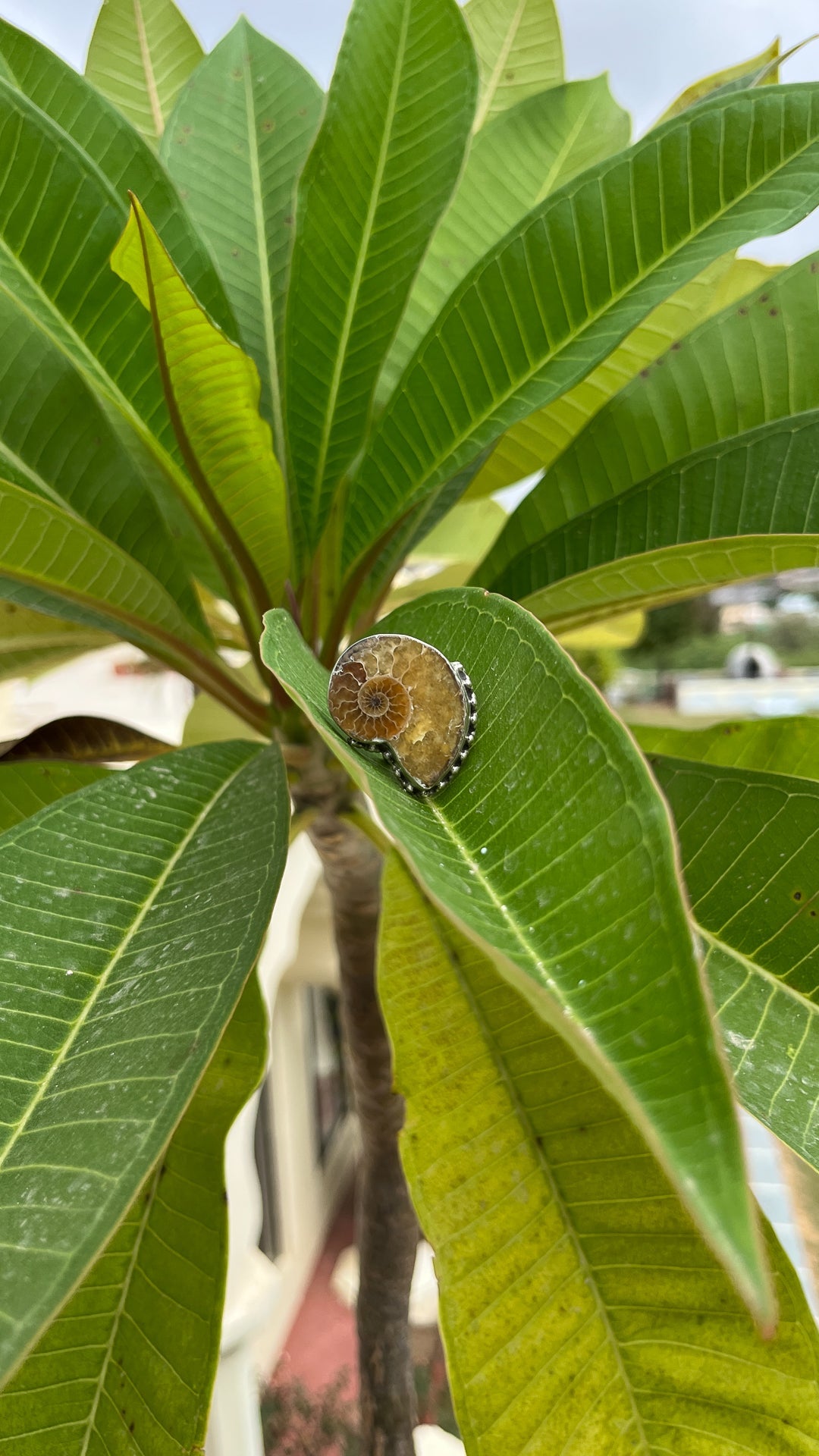 Shell Silver Ring